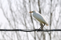 31944 Bubulcus ibis (Airone guardabuoi)